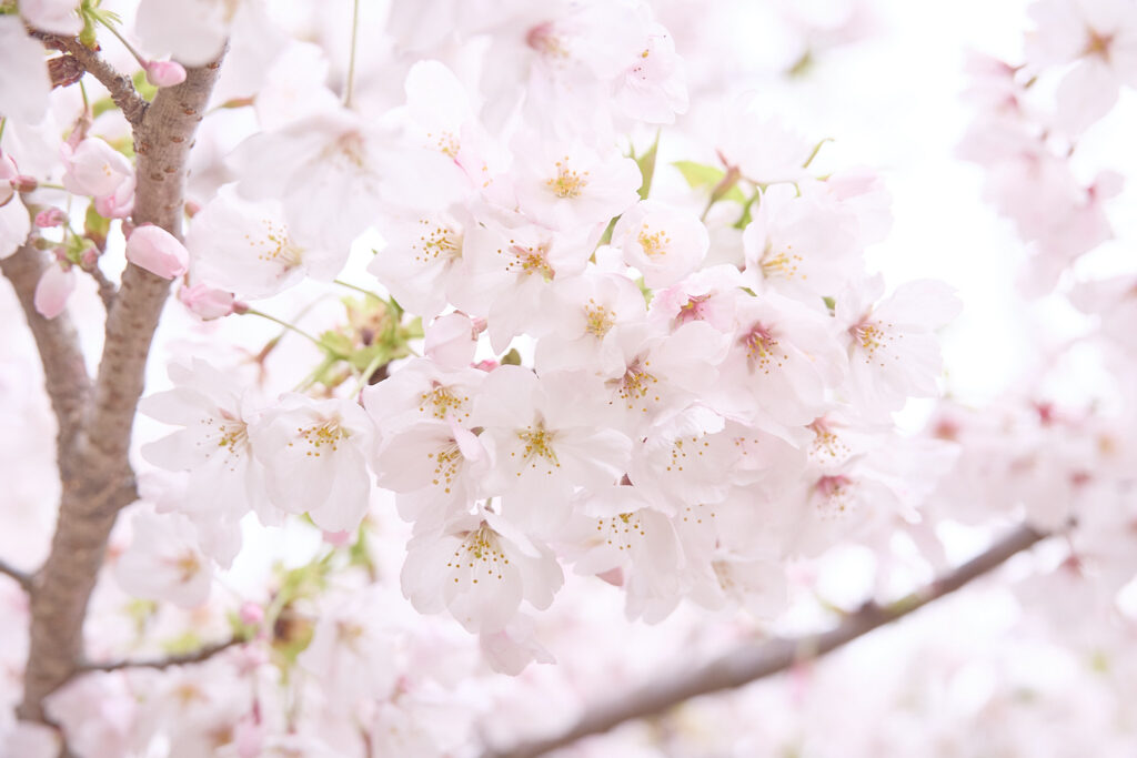 桜